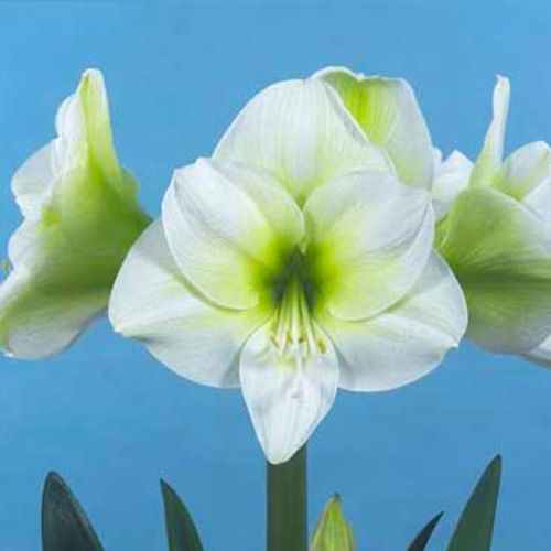 Amaryllis (Hippeastrum) Siberia,laat Amarylia