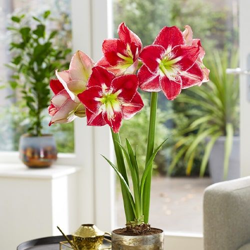 Amaryllis (Hippeastrum) Silver Dream Amarylia