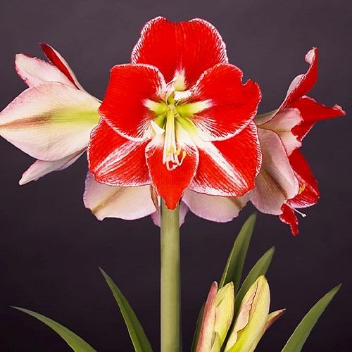 Amaryllis/Hippeastrum Silver Queen Amarylia