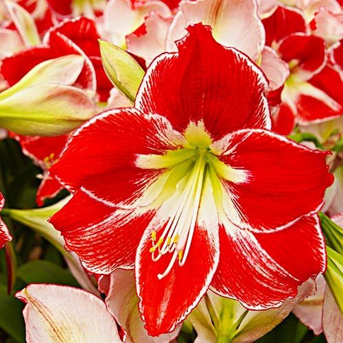 Amaryllis/Hippeastrum Silver Queen Amarylia