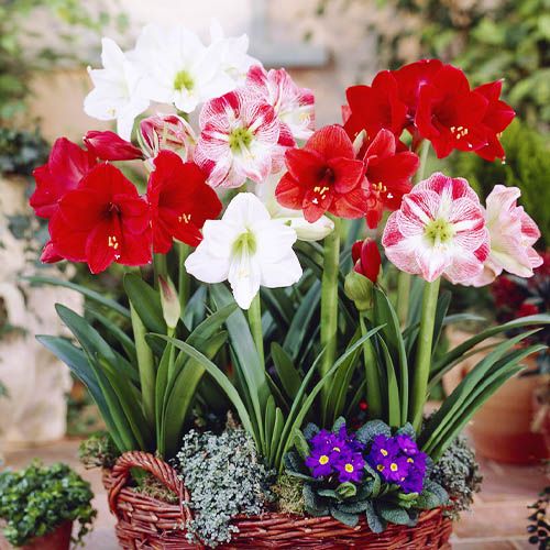 Amaryllis (Hippeastrum) Single Collection Amarylia