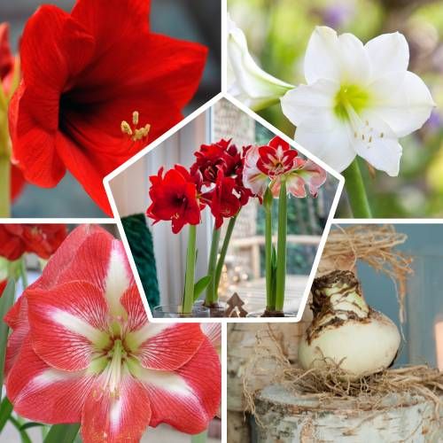 Amaryllis (Hippeastrum) Single Collection Amarylia