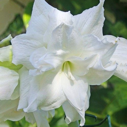 Amaryllis (Hippeastrum) Snow White Amarylia