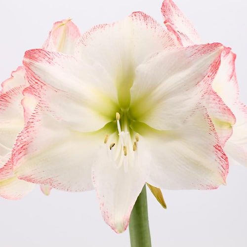 Amaryllis (Hippeastrum) Sofia Amarylia