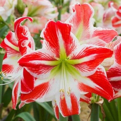 Amaryllis (Hippeastrum) Spartacus Amarylia