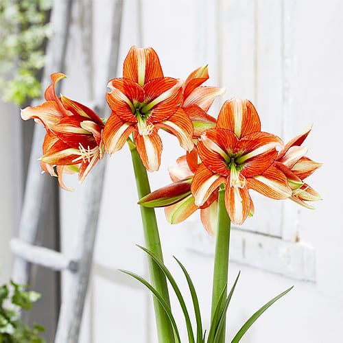 Amaryllis (Hippeastrum) Sphinx Amarylia