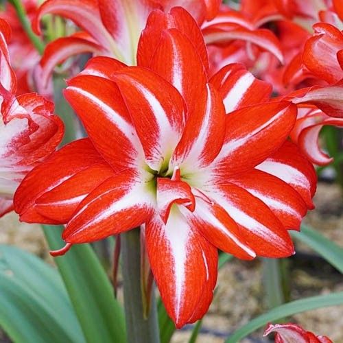 Amaryllis (Hippeastrum) Splash Amarylia