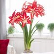 Amaryllis (Hippeastrum) Splash Amarylia