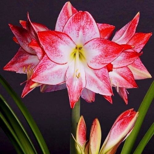 Amaryllis (Hippeastrum) Spotlight Amarylia