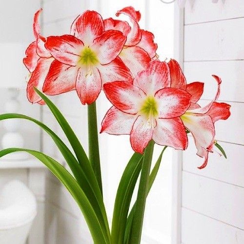 Amaryllis (Hippeastrum) Spotlight Amarylia