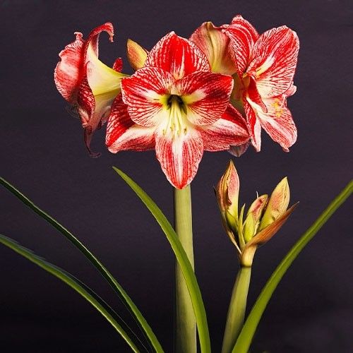 Amaryllis (Hippeastrum) Spotted Queen Amarylia