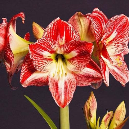 Amaryllis (Hippeastrum) Spotted Queen Amarylia