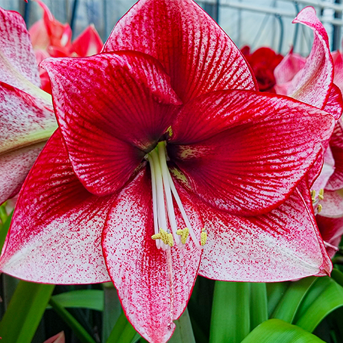 Amaryllis (Hippeastrum) Stardust Amarylia