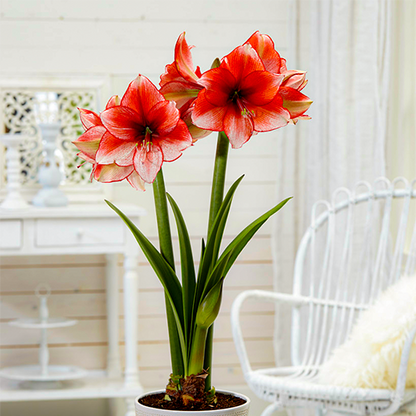 Amaryllis (Hippeastrum) Stardust Amarylia