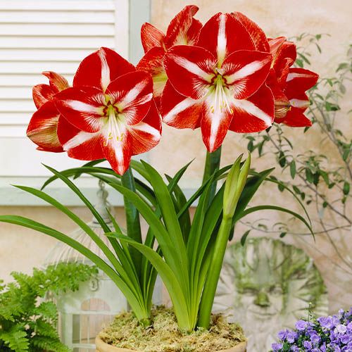 Amaryllis (Hippeastrum) Stargazer Amarylia