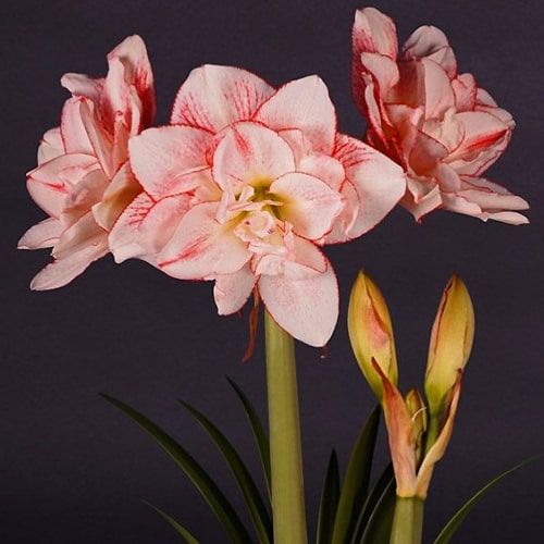 Amaryllis (Hippeastrum) Striped Amadeus Amarylia