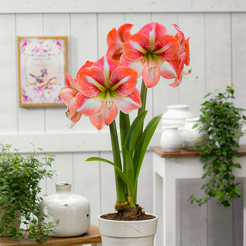 Amaryllis (Hippeastrum) Strong King Amarylia