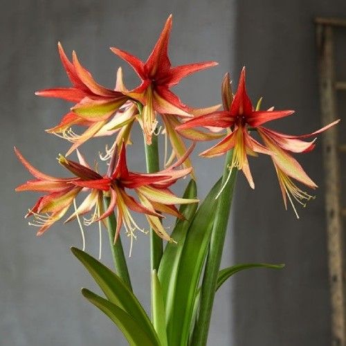 Amaryllis (Hippeastrum) Sumatra Amarylia