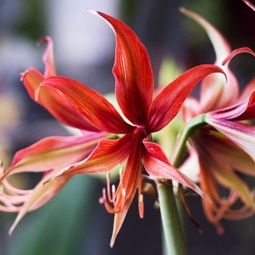 Amaryllis (Hippeastrum) Sumatra Amarylia