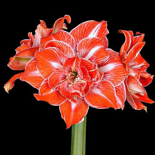 Amaryllis (Hippeastrum) Sunshine Nymph Amarylia