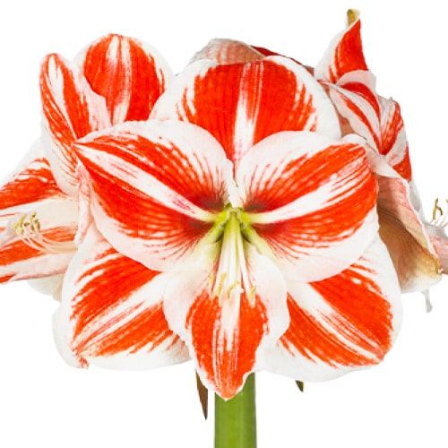 Amaryllis (Hippeastrum) Superstar Amarylia