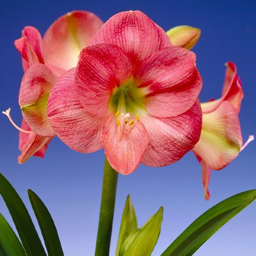 Amaryllis (Hippeastrum) Susan Amarylia