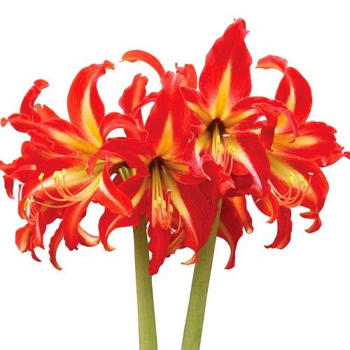 Amaryllis (Hippeastrum) Swazi Amarylia