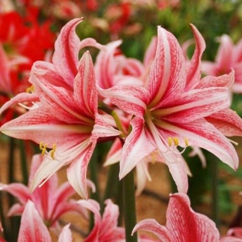 Amaryllis (Hippeastrum) Sweet Lilian Amarylia