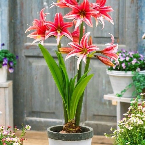 Amaryllis (Hippeastrum) Sweet Lilian Amarylia