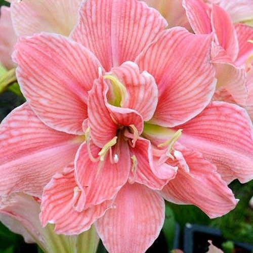 Amaryllis (Hippeastrum) Sweet Nymph Amarylia