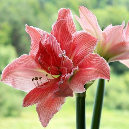 Amaryllis (Hippeastrum) Sweet Nymph Amarylia