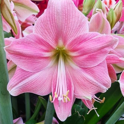 Amaryllis (Hippeastrum) Sweet Star Amarylia