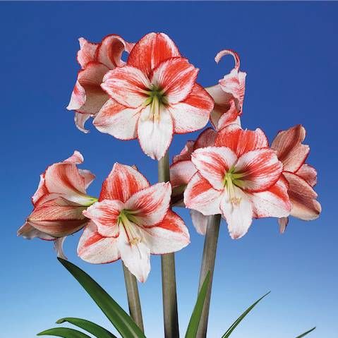 Amaryllis (Hippeastrum) Table Dance Amarylia