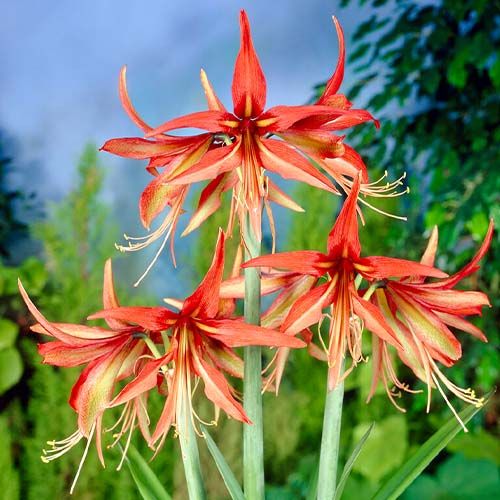 Amaryllis (Hippeastrum) Tango Amarylia