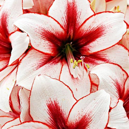 Amaryllis/Hippeastrum Temptation Amarylia