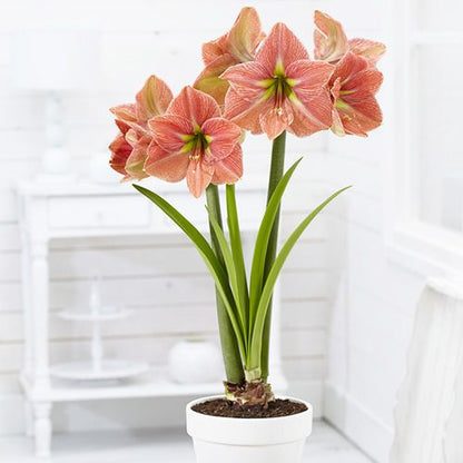 Amaryllis (Hippeastrum) Terra Cotta Star Amarylia