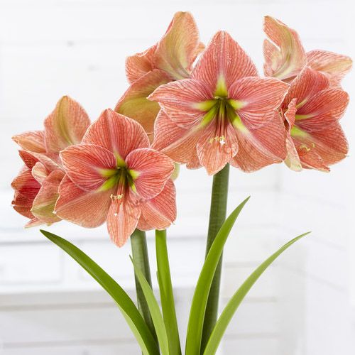 Amaryllis (Hippeastrum) Terra Cotta Star Amarylia