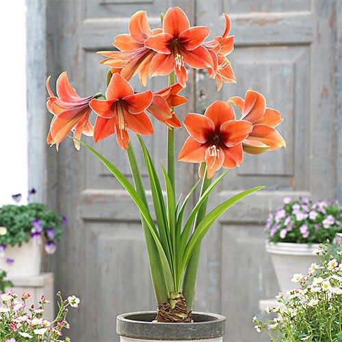 Amaryllis (Hippeastrum) Terra Mystica Amarylia