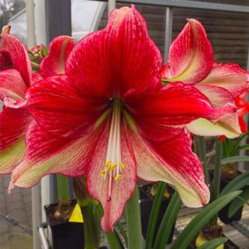 Amaryllis (Hippeastrum) Tosca Amarylia