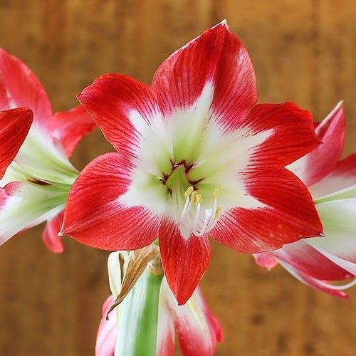 Amaryllis (Hippeastrum) Tres Chic Amarylia