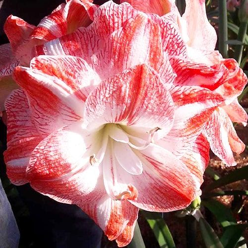 Amaryllis (Hippeastrum) United Glory Amarylia