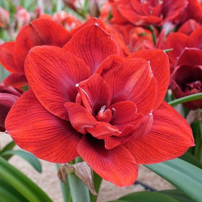 Amaryllis (Hippeastrum) Velvet Nymph Amarylia