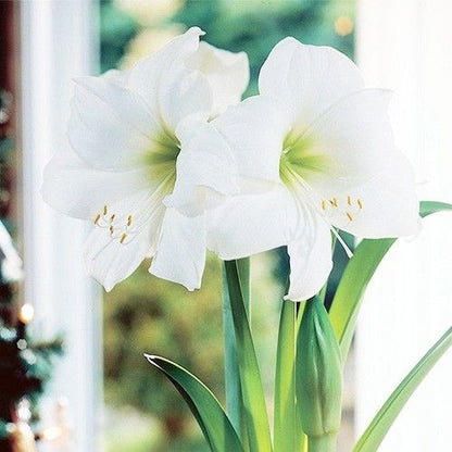 Amaryllis (Hippeastrum) Wedding Dance Amarylia