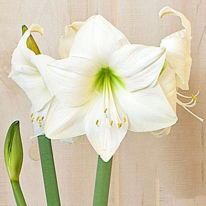 Amaryllis (Hippeastrum) Wedding Dance Amarylia