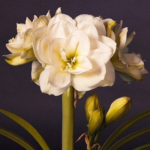 Amaryllis (Hippeastrum) White Amadeus Amarylia