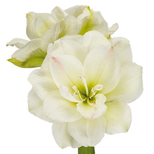 Amaryllis (Hippeastrum) White Amadeus Amarylia