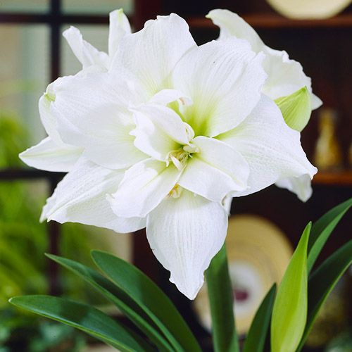 Amaryllis (Hippeastrum) White Nymph Amarylia