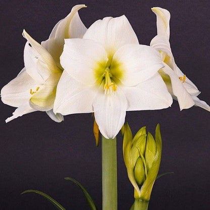 Amaryllis (Hippeastrum) White Queen Amarylia