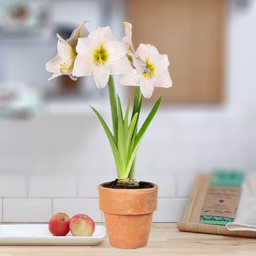 Amaryllis (Hippeastrum) White Queen Amarylia