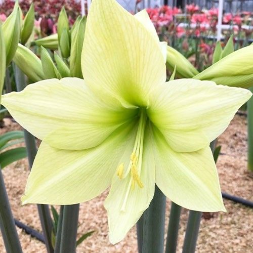 Amaryllis (Hippeastrum) Yellow Star Amarylia